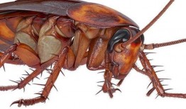 娱乐吃瓜酱蟑螂咬人,蟑螂咬人事件背后的惊人真相